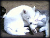 Adorable Siberian Husky Puppies Looking For a good home