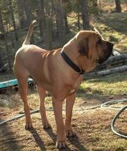 Brazilian Mastiff / Fila Brasileiro puppies ready sept 10 2011