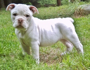 Bulldog Puppy For Sale