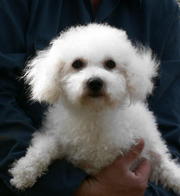 my bichon puppy for a nice home